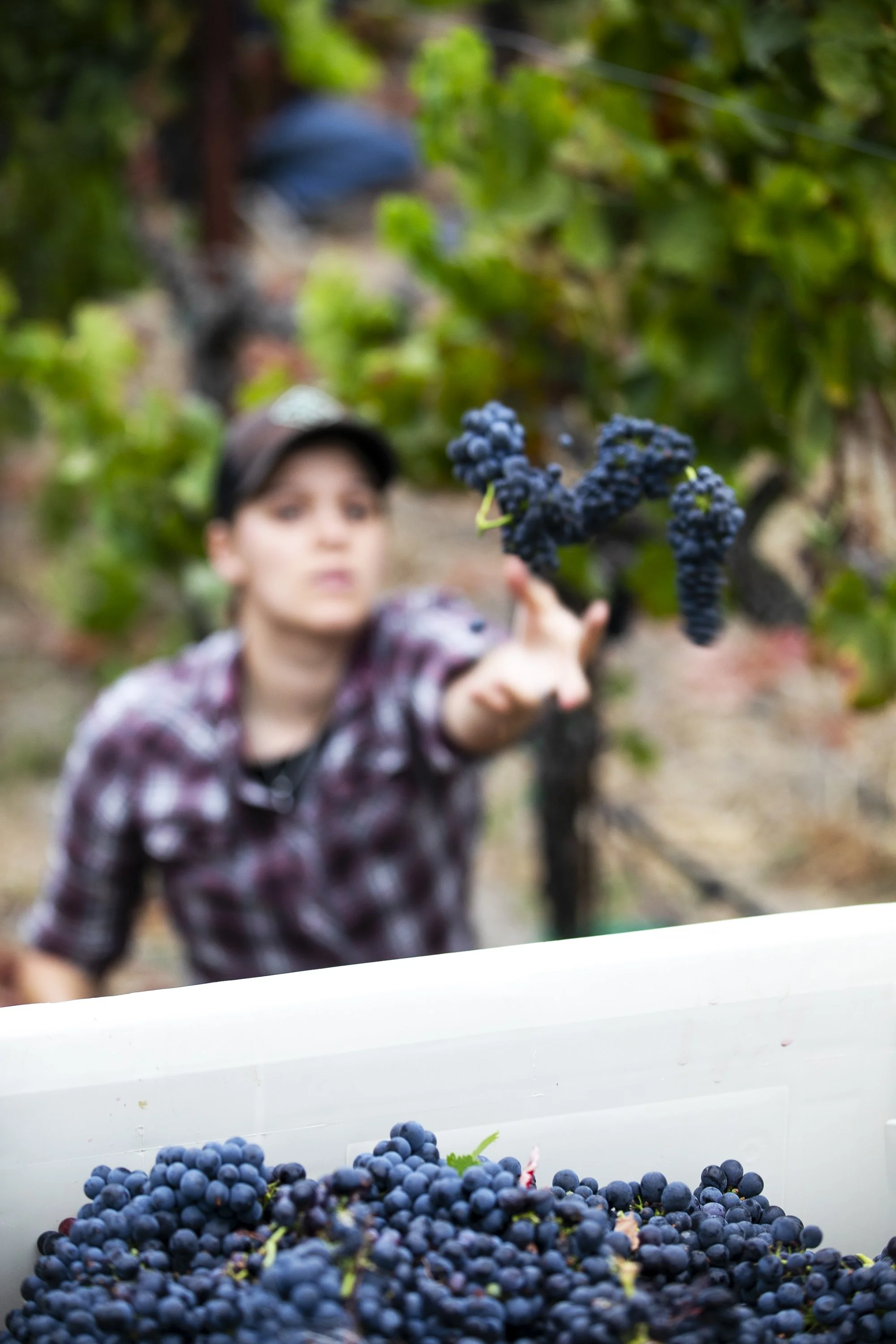 Belharra B81A0139.jpg