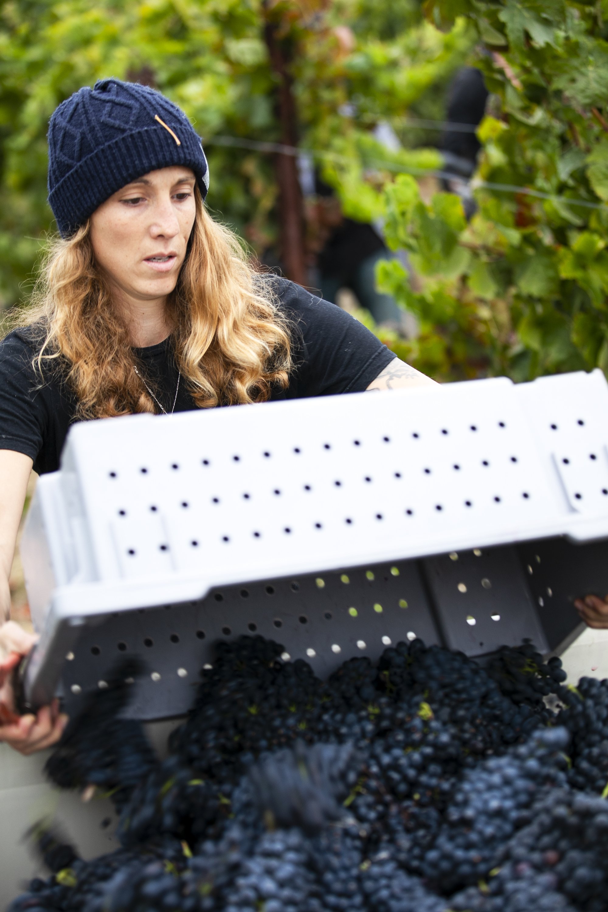 Belharra B81A0149.jpg