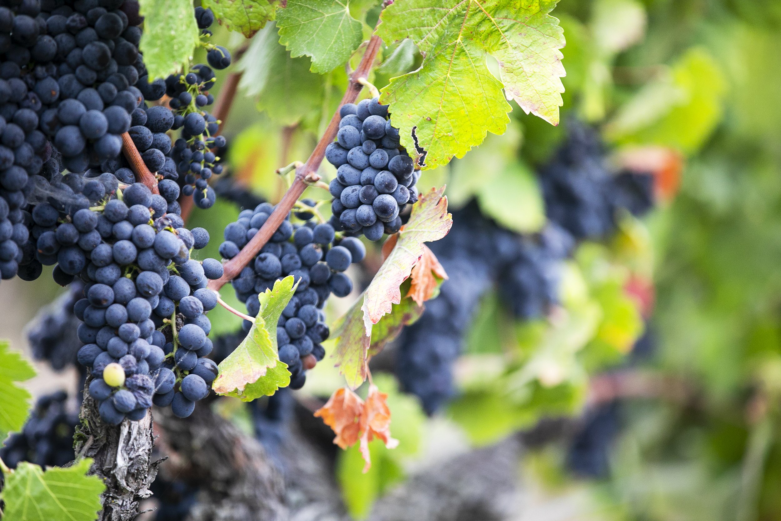 Belharra B81A0176.jpg