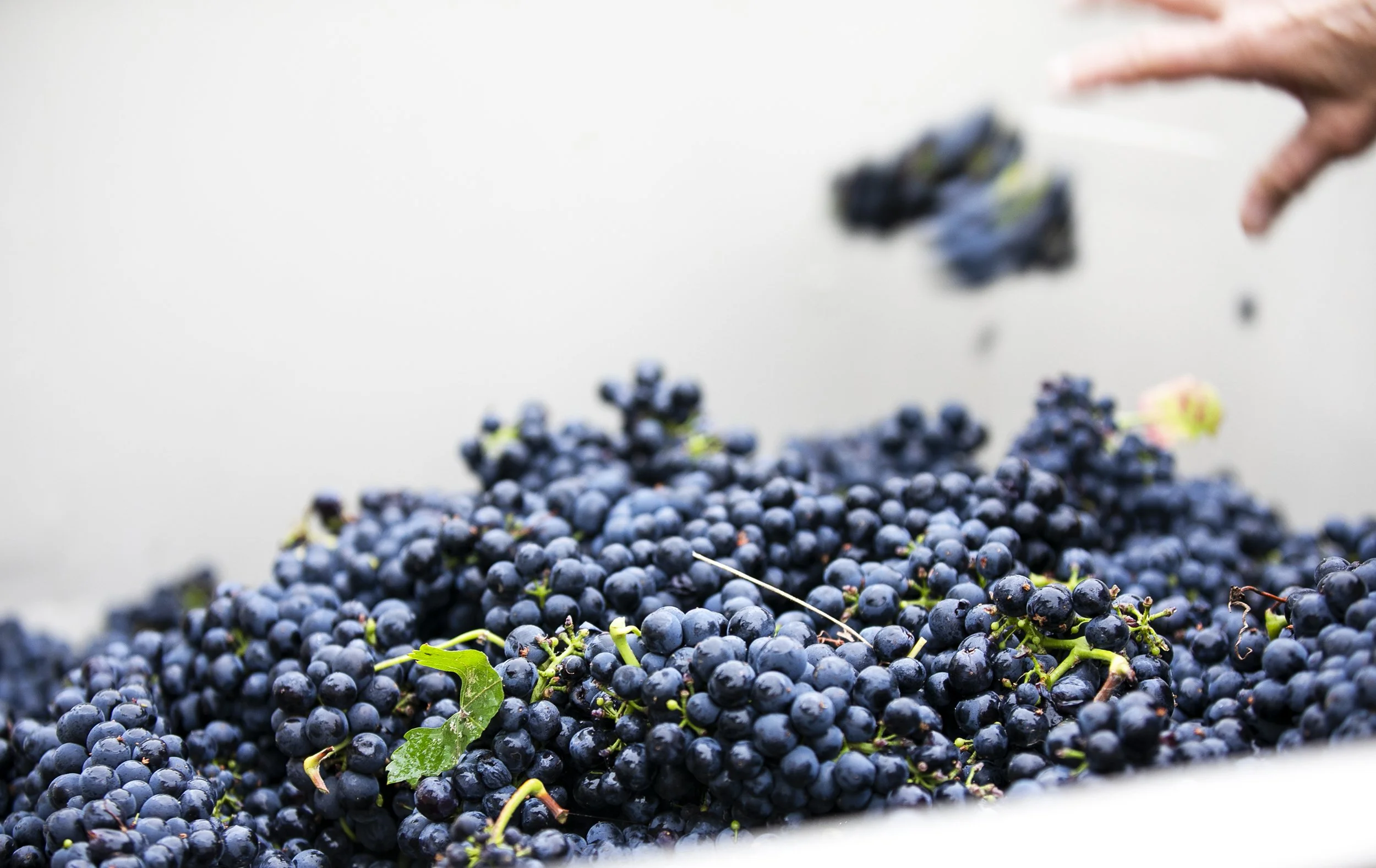 Belharra B81A0164.jpg