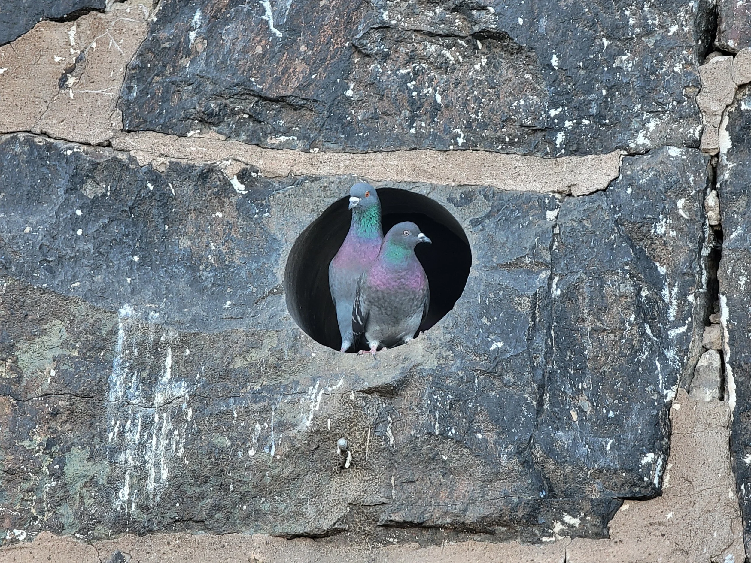 Two pigeons in a hole in the wall by the Duluth Boardwalk