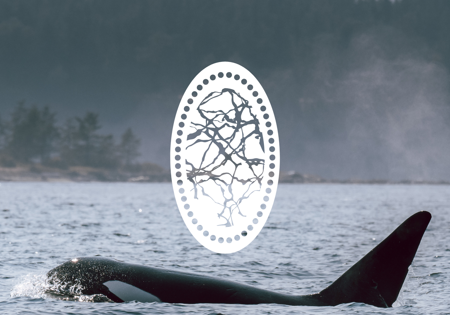 High School Whale Camp