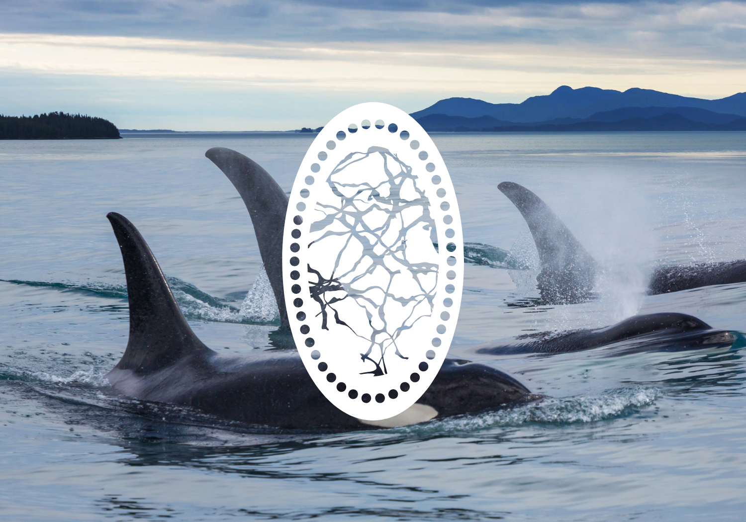 Island Adventures Full Day Whale Watching Tour