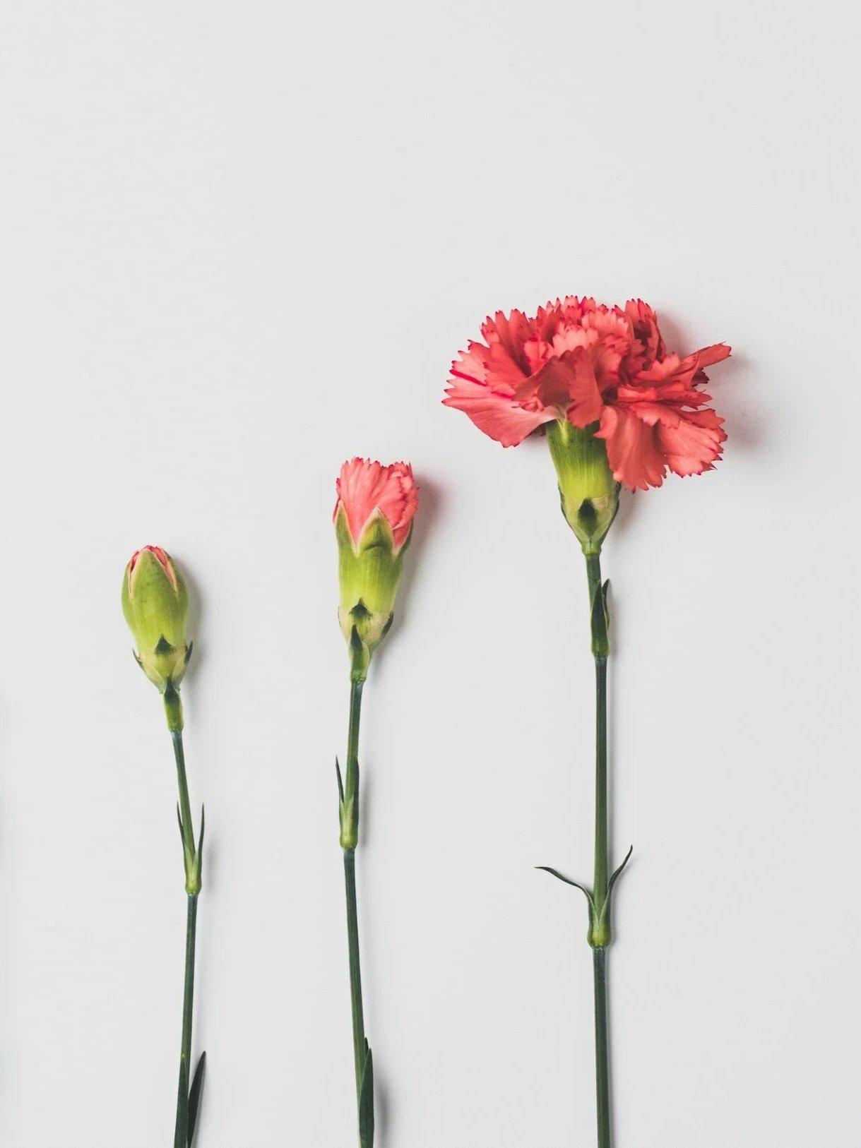 a progression of flowers blooming