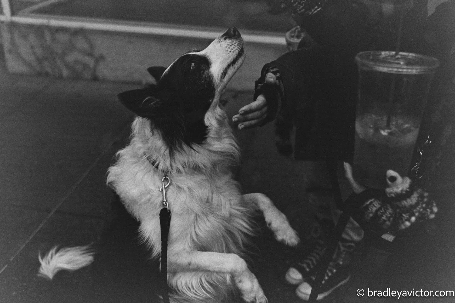 2025-01-04-01-trix 800-4.jpg