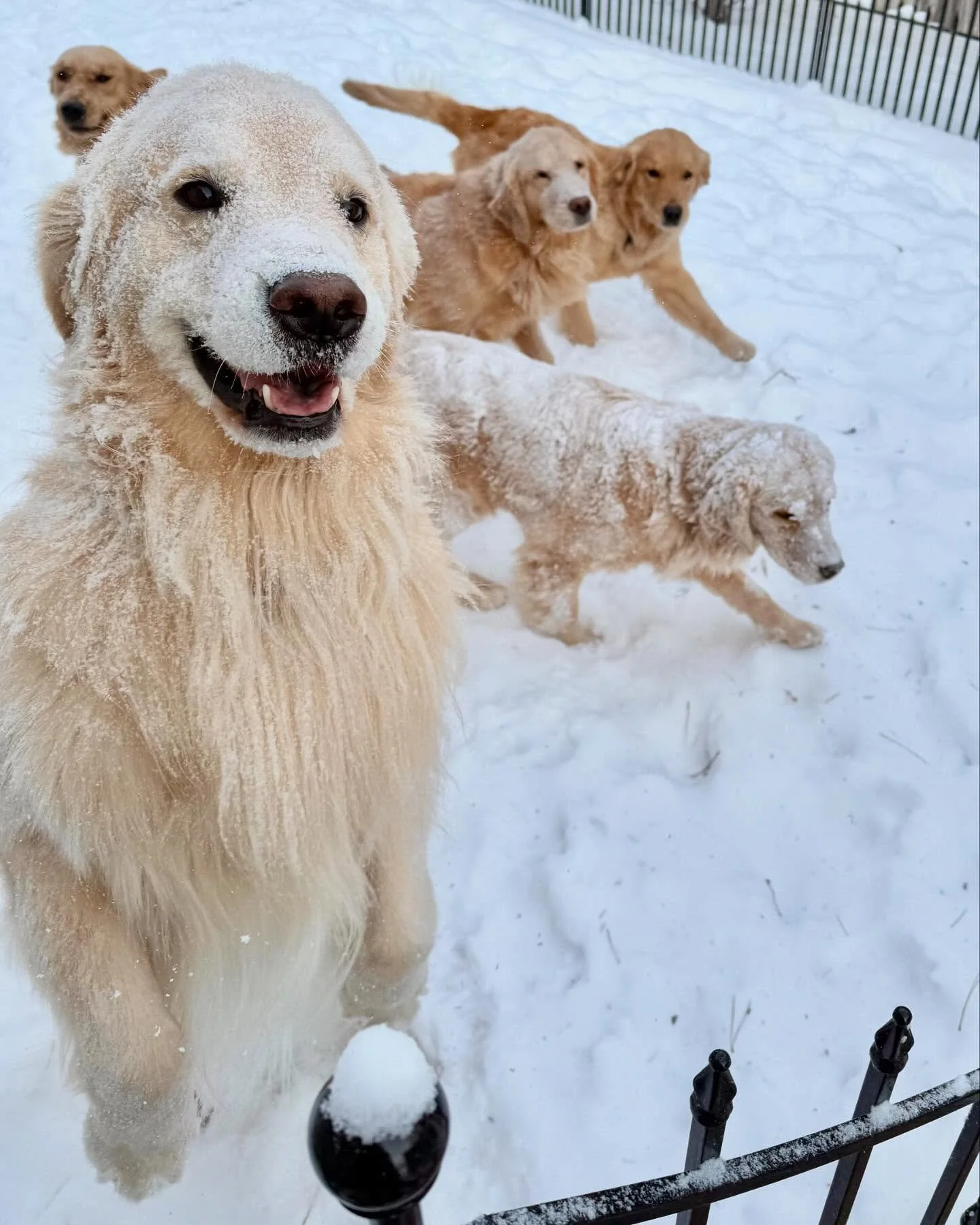 Abominable Snow Goldens