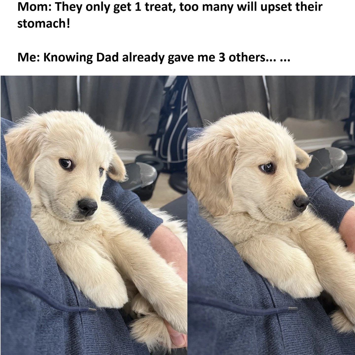 Awkard Look Dog - Awkward Look Monkey Puppet Meme #awkwardlookmonkeypuppet