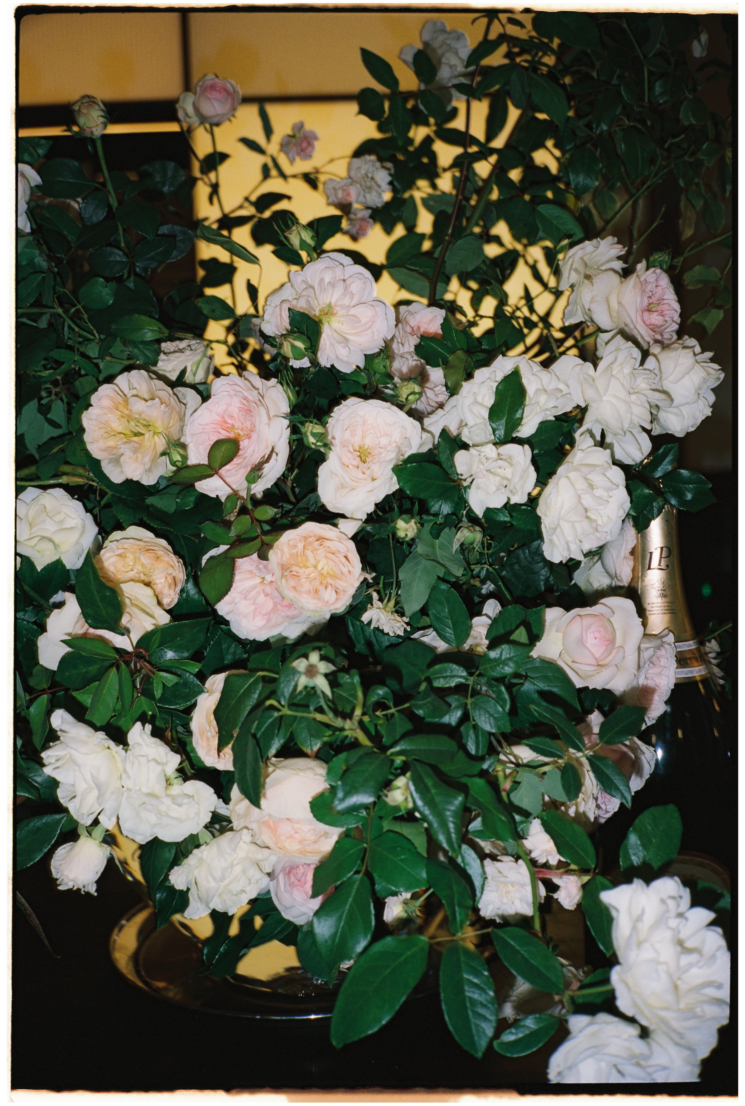 Portra 160 10000072.JPG