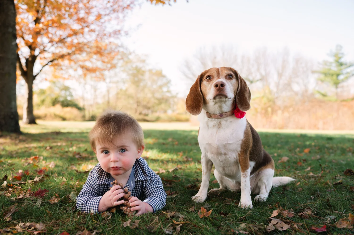 Baby with the family dog during a fall session