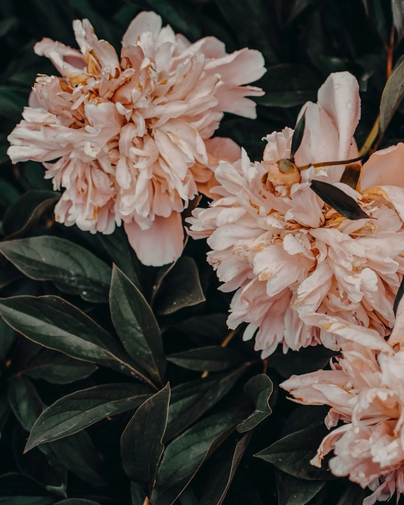 &lsquo;It rained in my head for months, but now look at all the flowers.&rsquo;

🌸

More beautiful things are coming. Thank you for being here.

xx