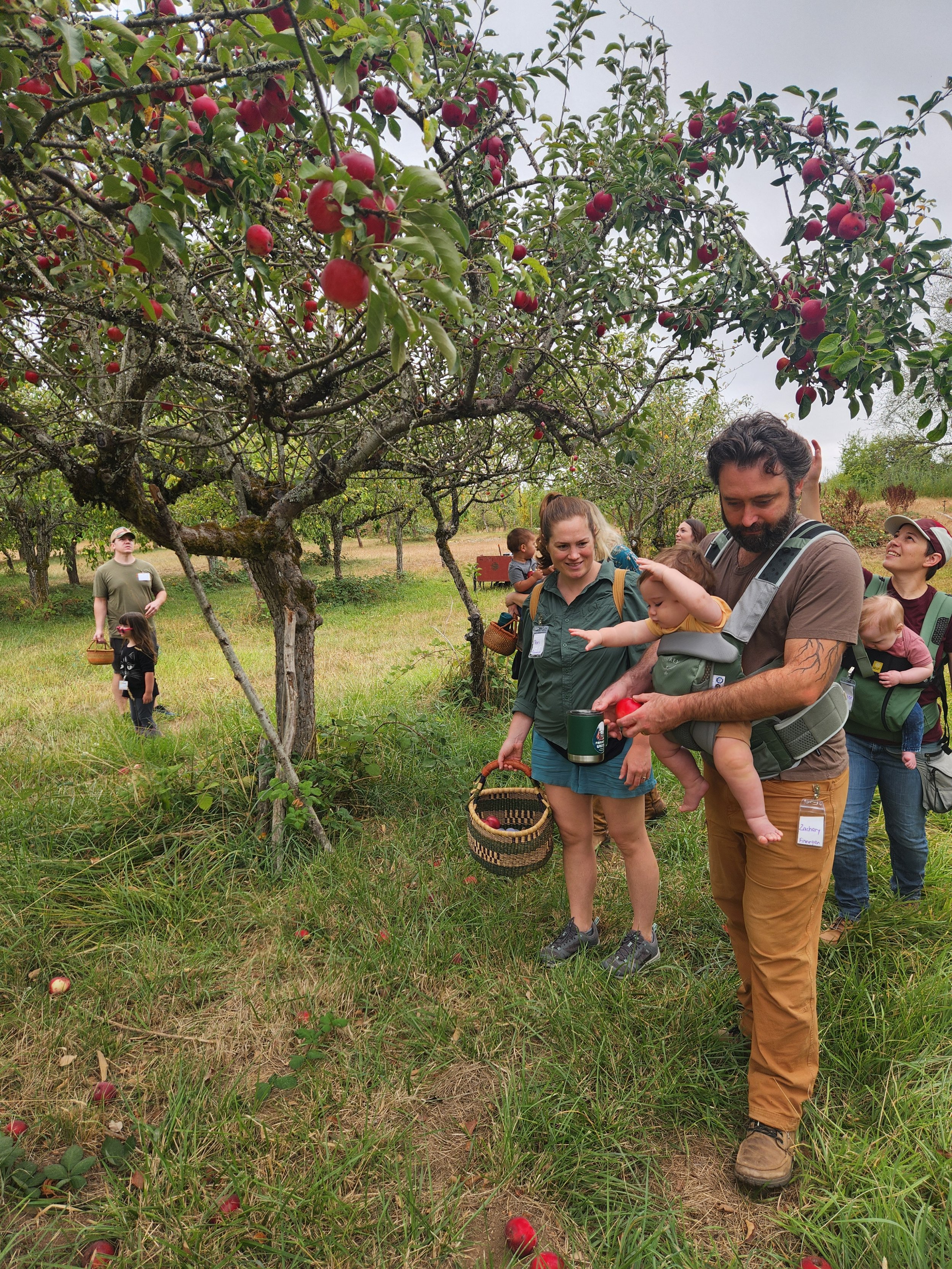 Cider pressing &amp; U-pick launch