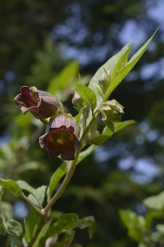 Poisonous Plant Walk - 10/25 Tickets