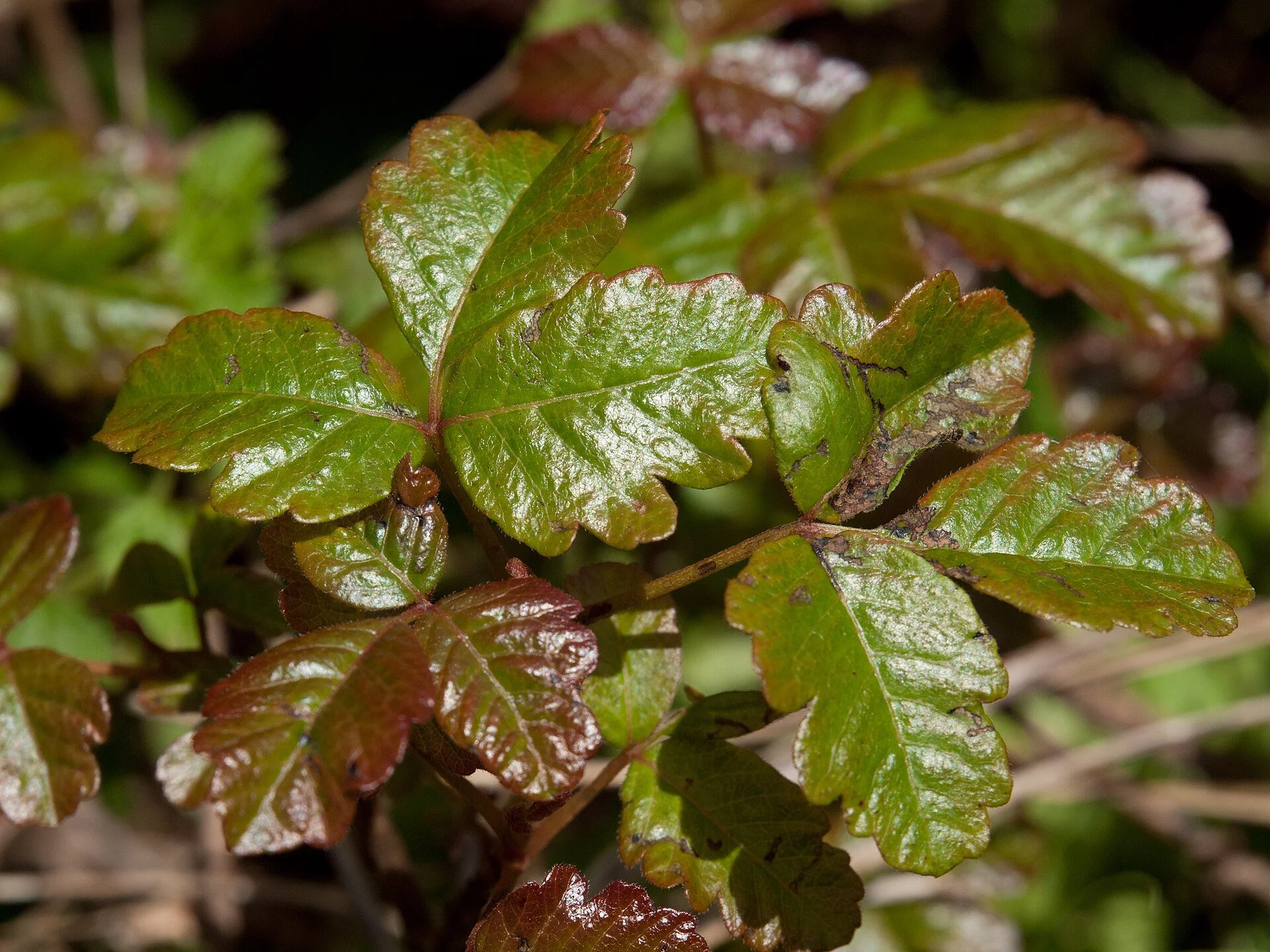 Poisonous Plant Walk - 10/31 Tickets