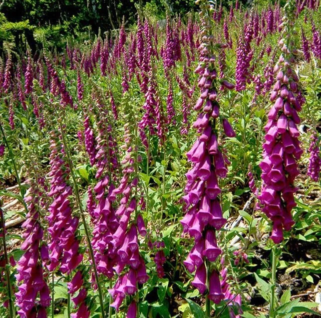 Poisonous Plant Walk - 10/24 Tickets