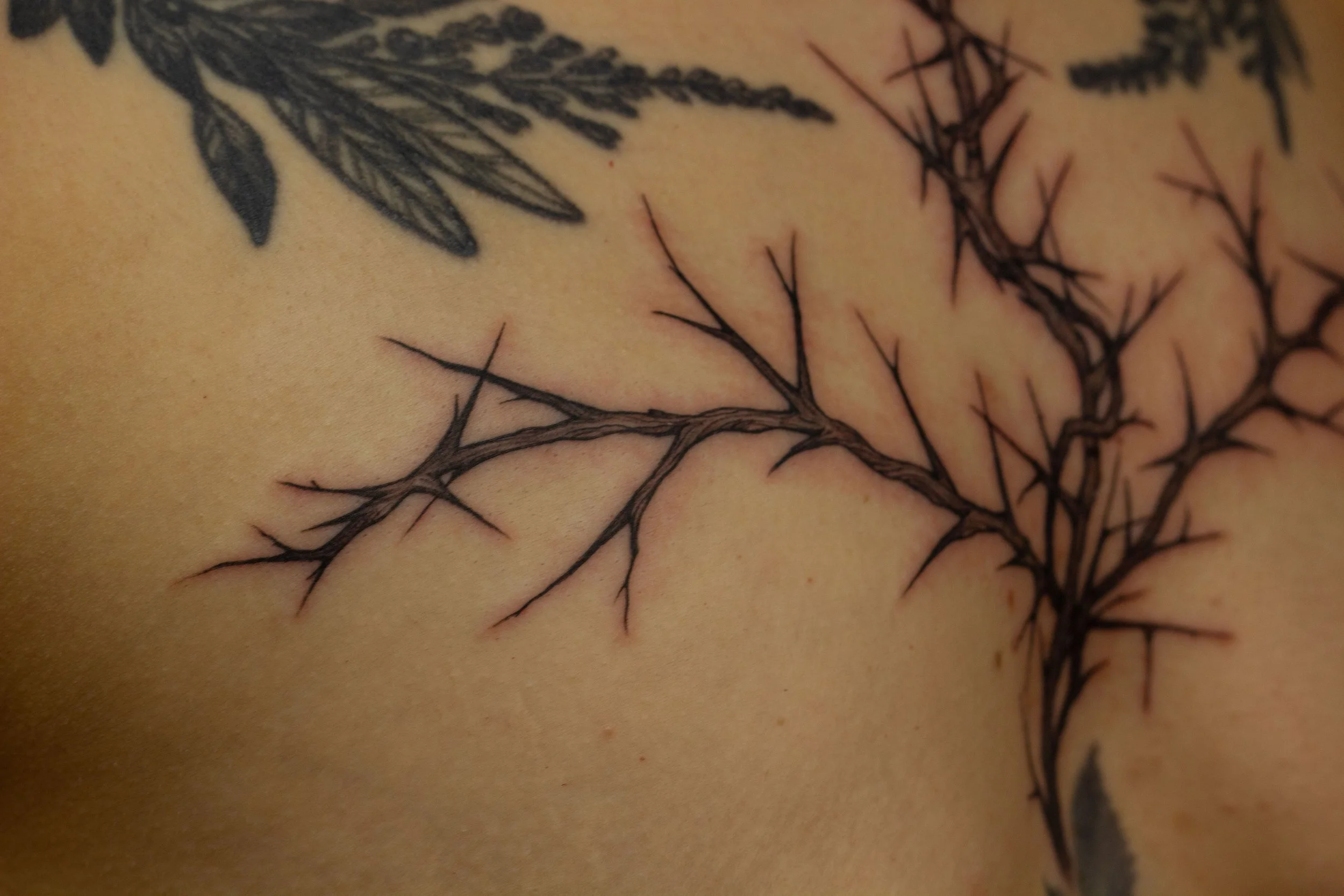December 2025 · Freehand thorny adornment