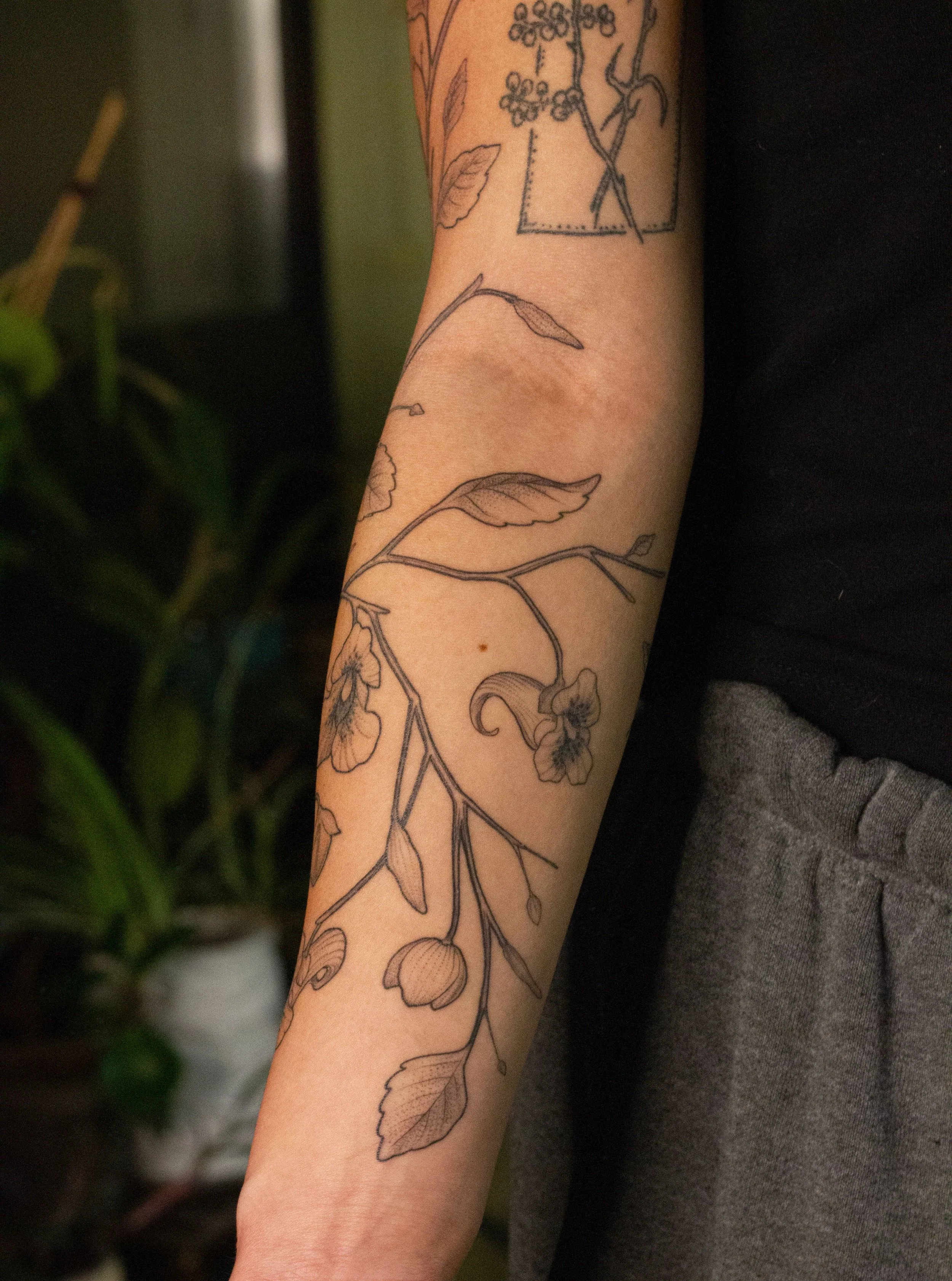 December 2025 · Freehand wrapping Jewelweed, top half of arm is freshly tattooed and bottom half of arm is six days into healing