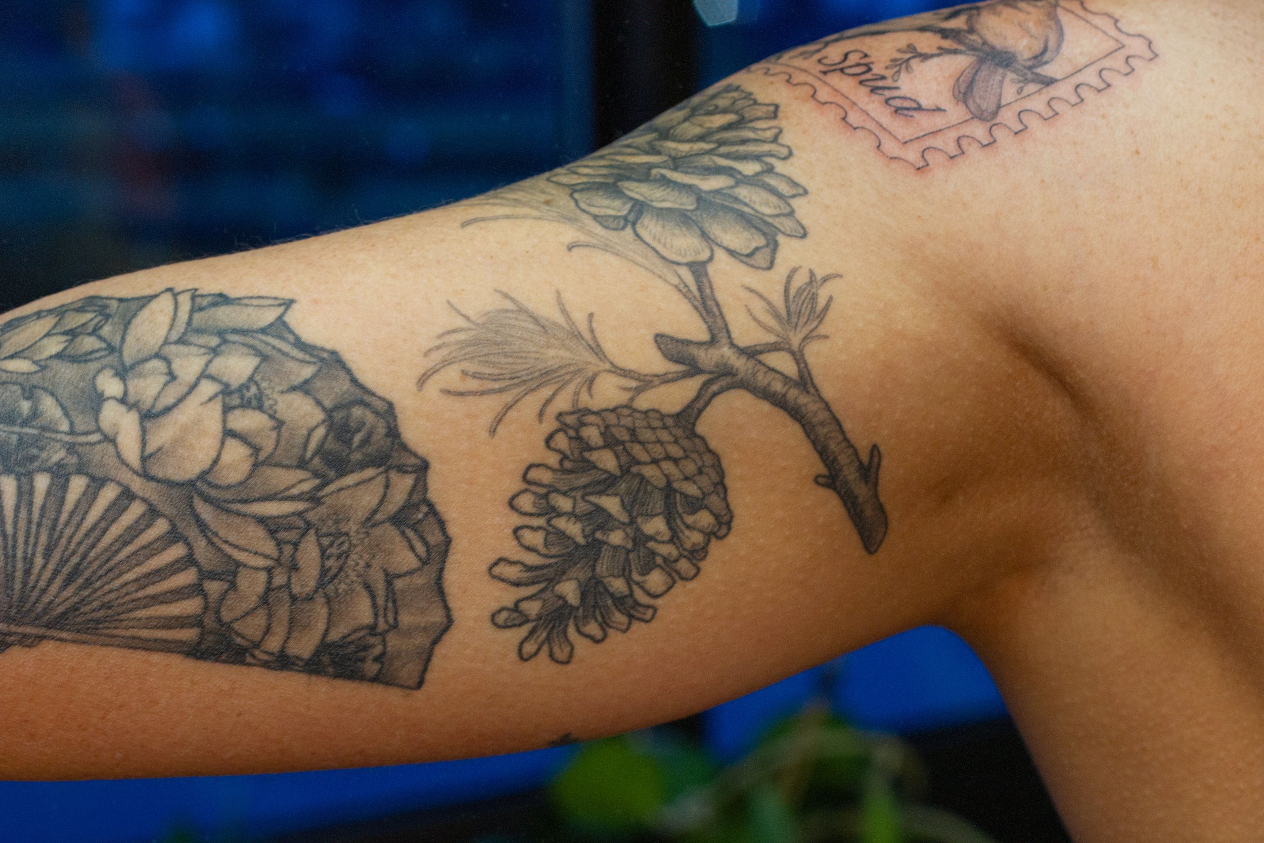 November 2025 · Fresh stamp and healed pinecones