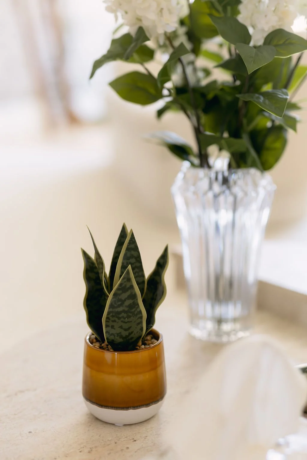 Small potted snake plant with dark green leaves and light yellow edges in a two-tone ceramic pot, and larger leafy green plant in a glass vase on a light-colored surface.