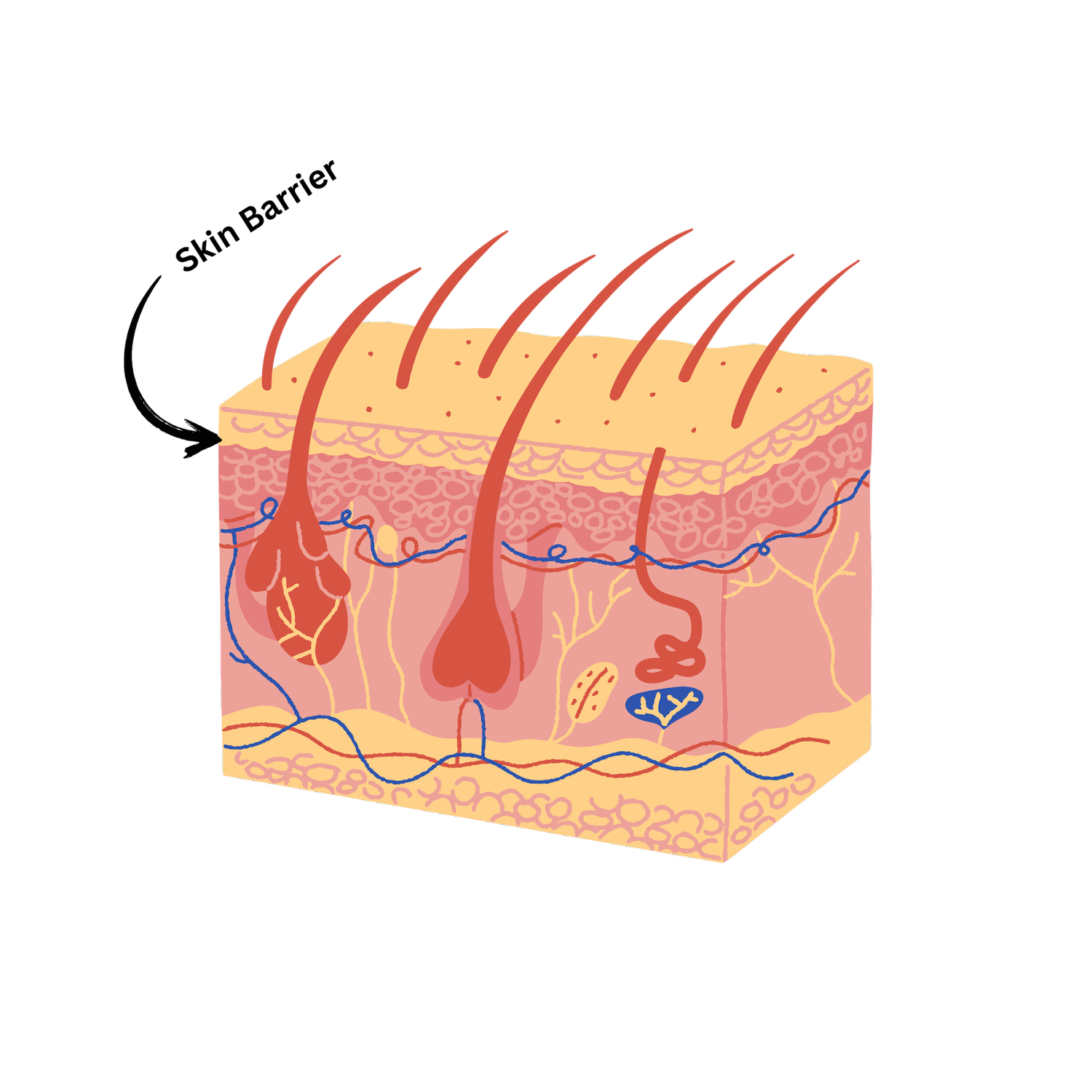 Your Skin Barrier: Why It Matters More Than Your 10-Step Routine