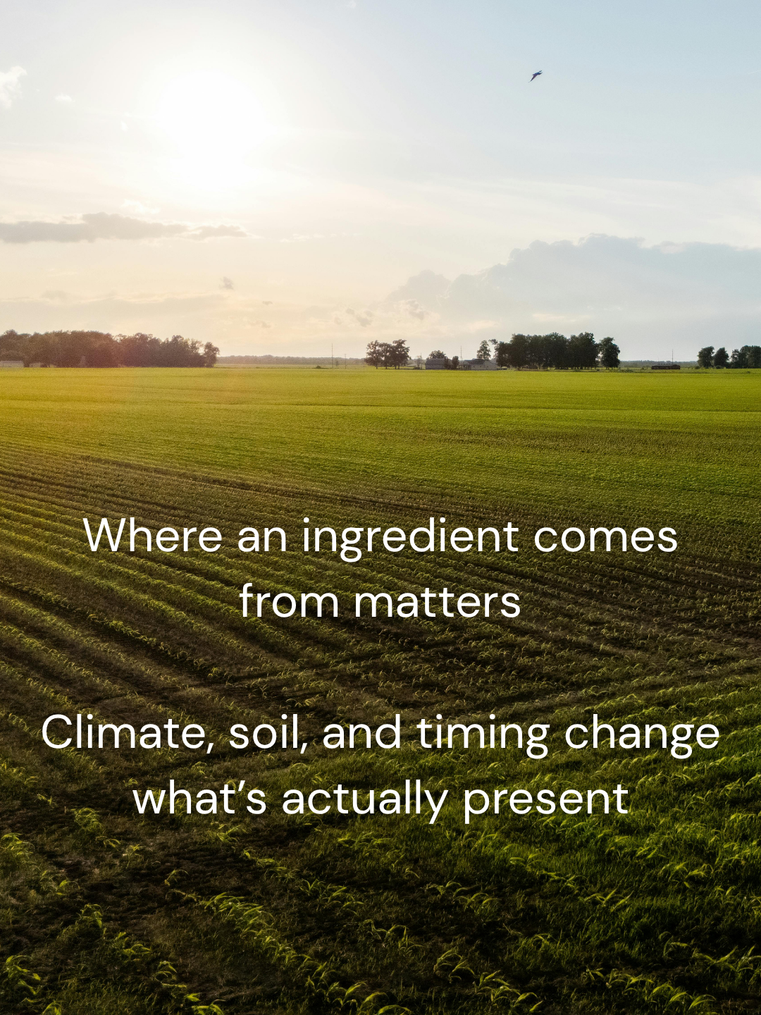 plant ingredients growing in natural environment, showing how sourcing affects composition