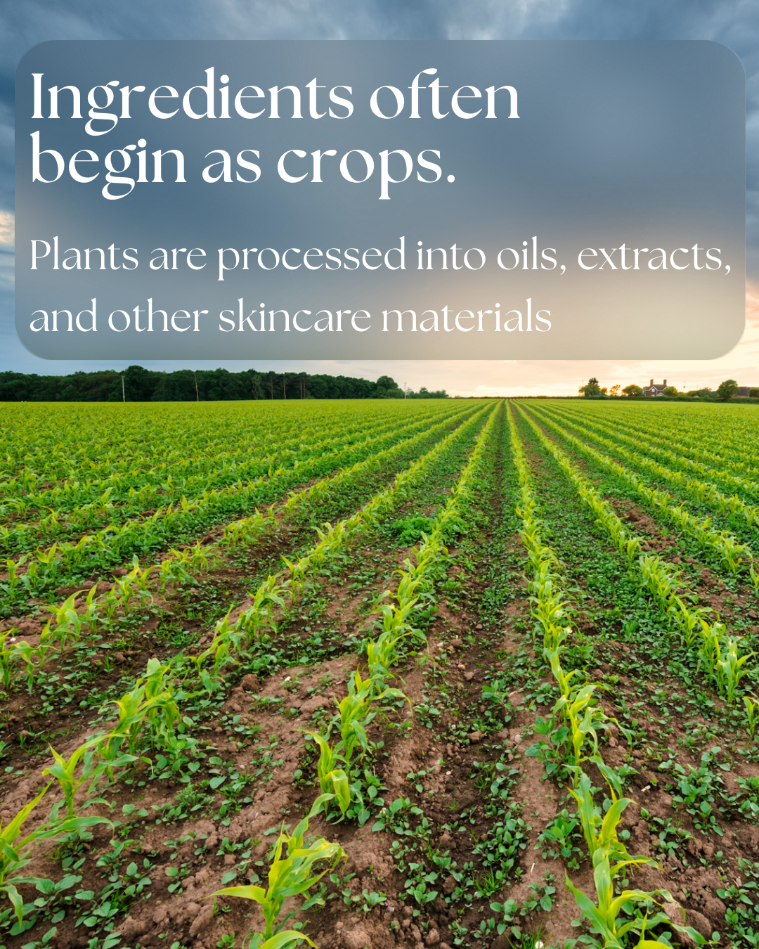 Illustration showing that many cosmetic ingredients begin as agricultural crops such as plants, seeds, leaves, and roots used for skincare materials.