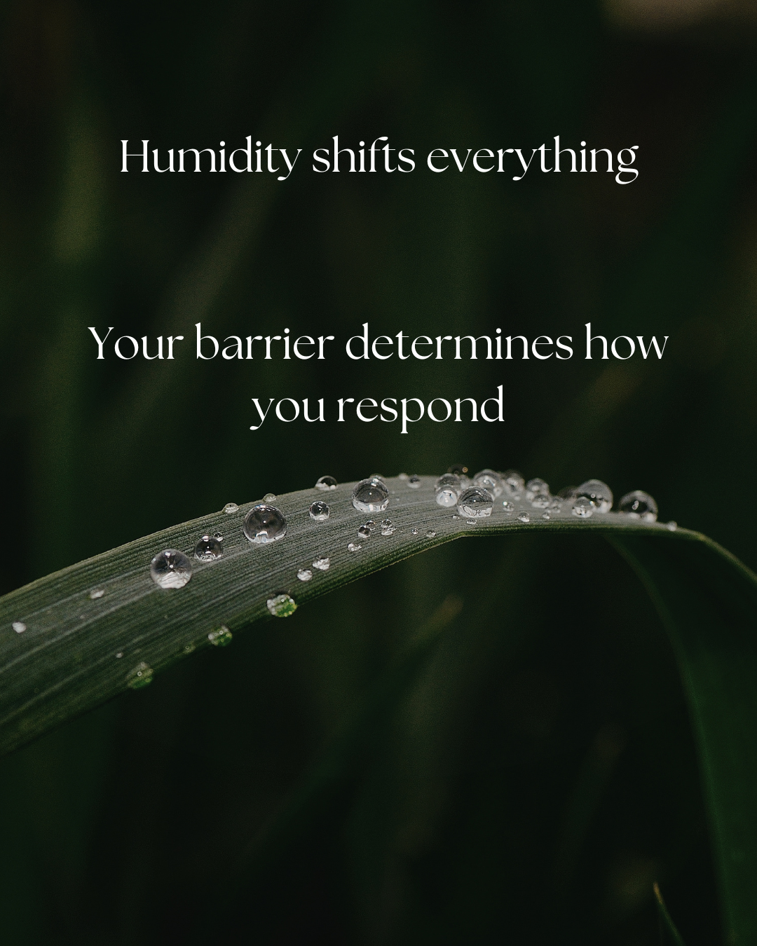 Dew on grass close-up. "Humidity shifts everything. Your barrier determines how you respond."