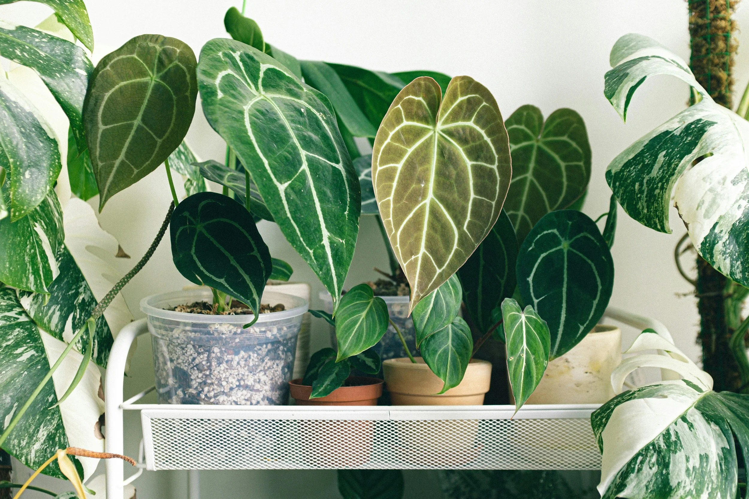 How Indoor Gardening Could Boost Your Health and Immune System