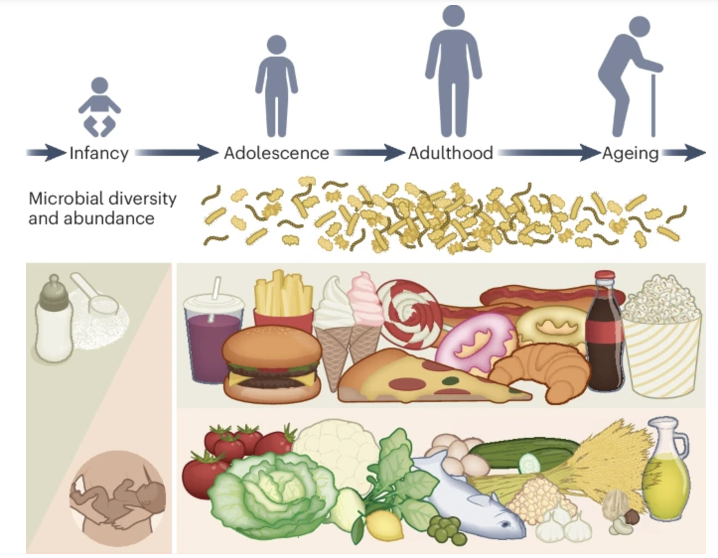 Feeding Your Brain Through Your Gut: Understanding the Diet–Microbiota–Gut–Brain Connection