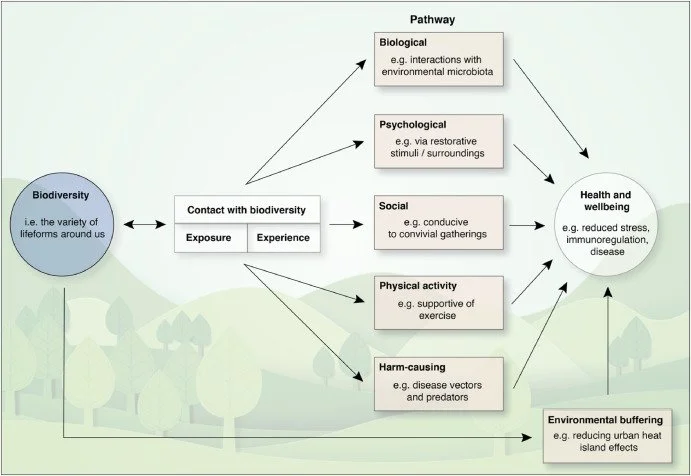 Nature. Gut. Brain. The Brain Fuel Blog By Jake Robinson, author of Invisible Friends, Treewilding, and the Nature of Pandemics.
