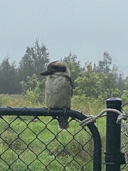 Kooka.jpg