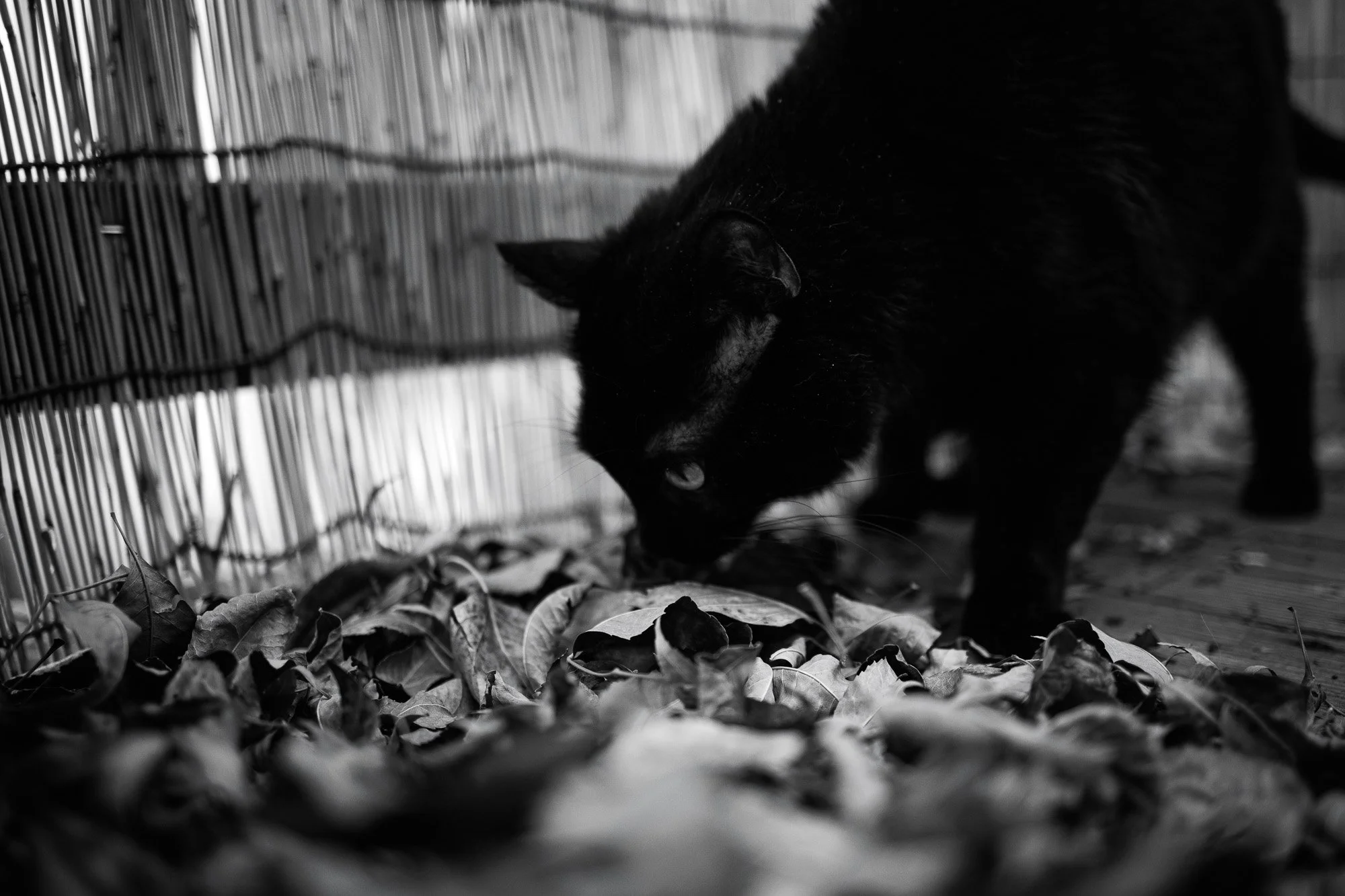 Chocolate Photo Essay-5.jpg