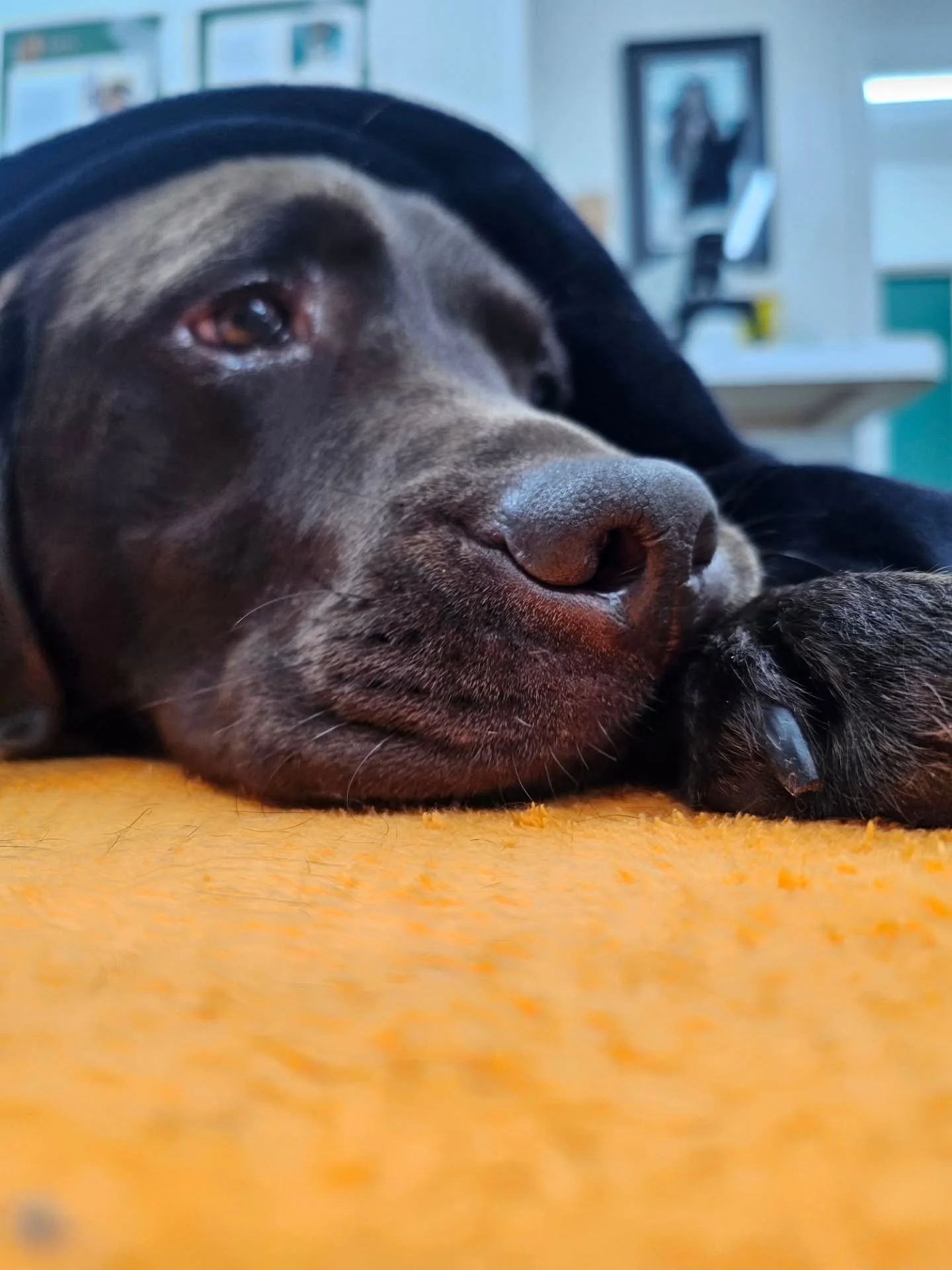 Snuggly sedation wake up 💚