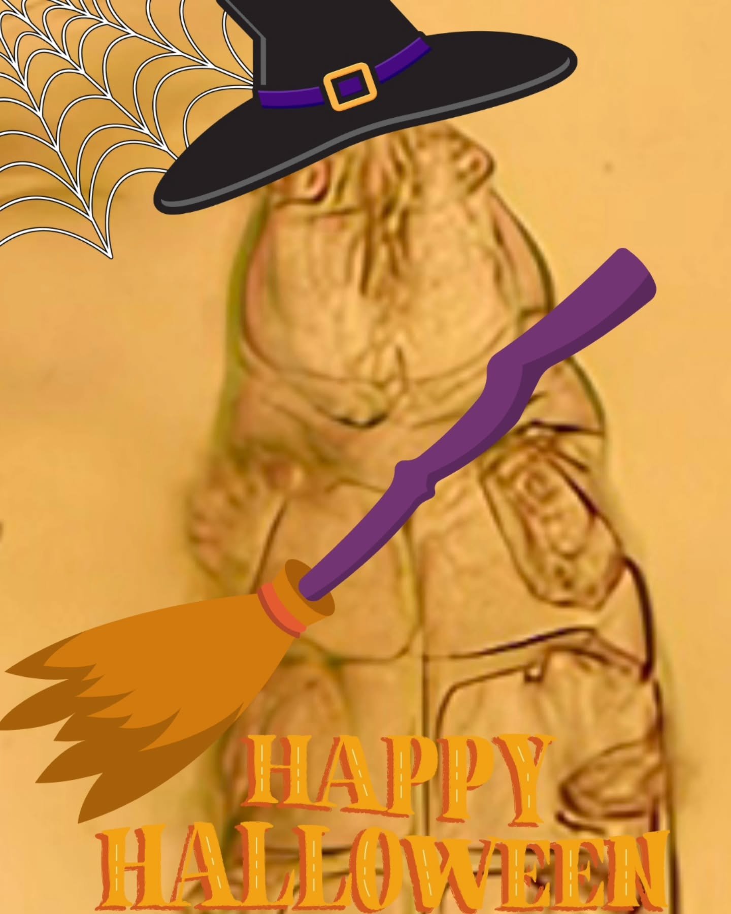 Happy Halloween 🎃 👻 
Even the little demodex mite we found is getting all dressed up! 

#veterinarymedicine #vetmed #veterinarydermatology #vetclinic #veterinaryspecialist #nzvets #vetclinicnz #petcare #vetcare #vetvisit #veterinaryhospital #petown