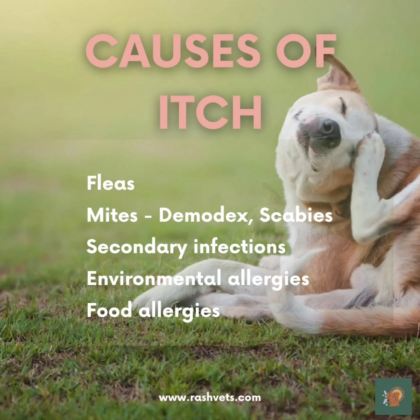 There are a few reasons that pets become itchy, and these are the things that need to be ruled out before an allergy can be diagnosed. 

We can sometimes rule some of these reasons out during the clinical history part of our consultations. For exampl