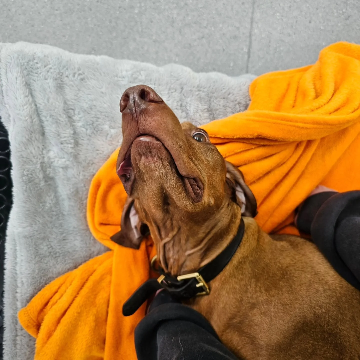 When you're not ready to wake up from your nap, but these nurses keep telling you there's snacks 💤💤

#veterinary #veterinarydermatology #vetmed #veterinarymedicine #vetcare petcare