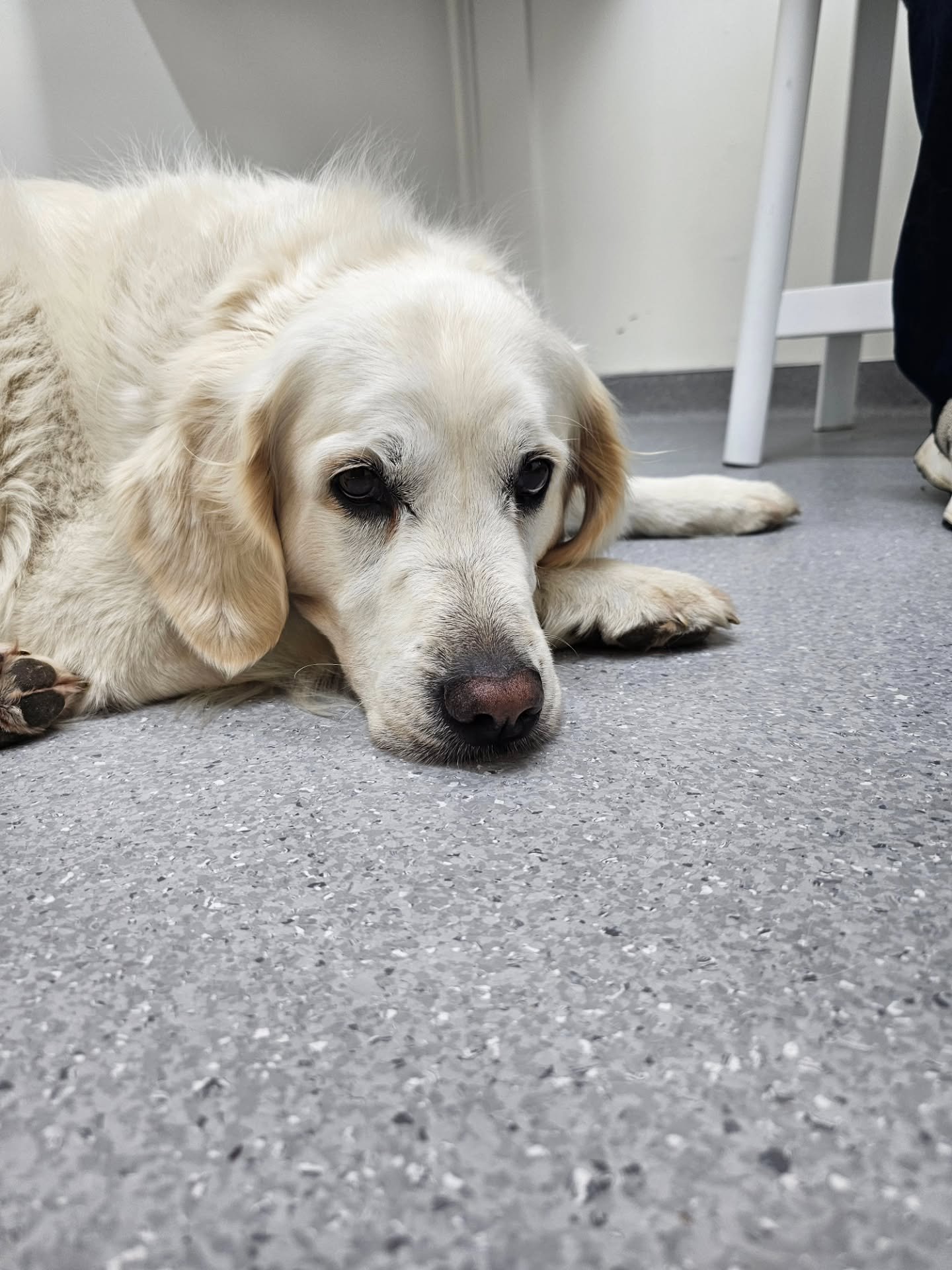 We had the pleasure this week of meeting Stella and her brother, Gryphon, who came as emotional support. Gryphon made full use of the toy box while Stella was such a brave girl for her examination. 

#vetvisit #veterinary #veterinarydermatology #vetc