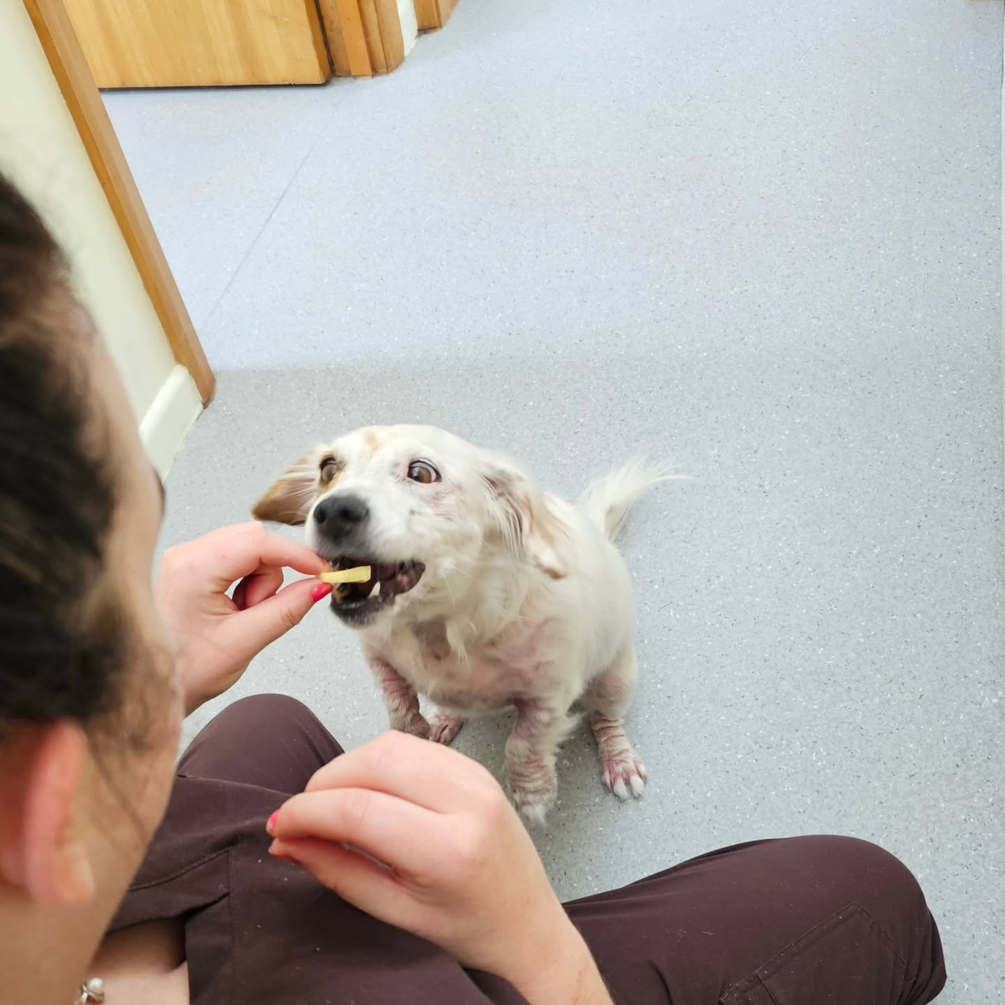 Sharing the Christmas snacks with patients 🎄 The cheese tax still applies in the veterinary clinic.

#veterinarydermatology #vetclinicnz #veterinaryspecialist #vetcare #petcare