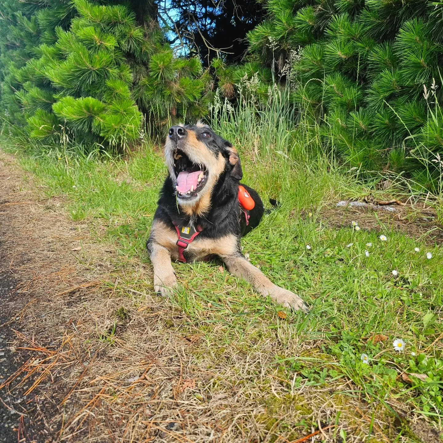 Pollen season is in full swing, and the current wind warnings in the Manawatu certainly add to the pollen load. 

We know exploring the great outdoors is important for our pets, so here's some tips to help reduce flare ups after an adventure;

🌼 Was