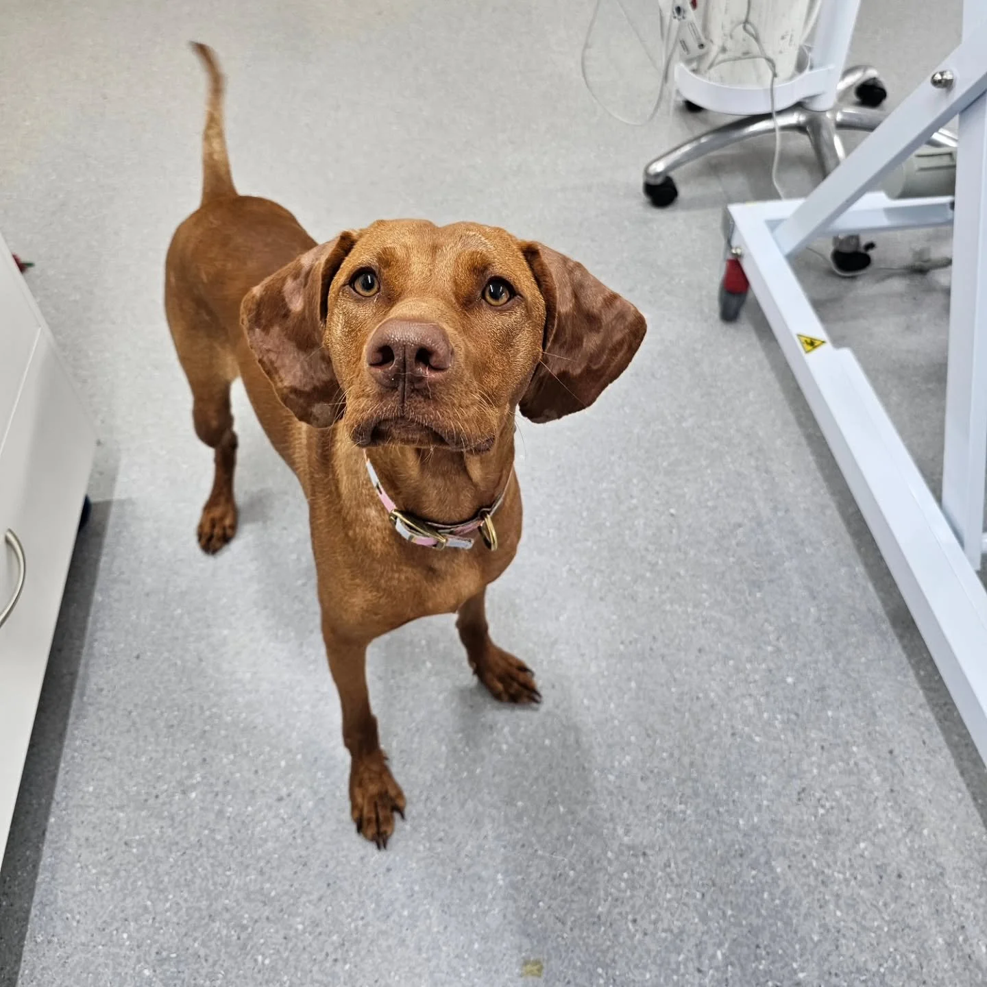 This gorgeous wee gal come to see us after having some dramatic skin lesions appear. Thankfully, she was starting to show some improvement before her consultation. Our specialist and her owners are now working on finding out why this happened to her.