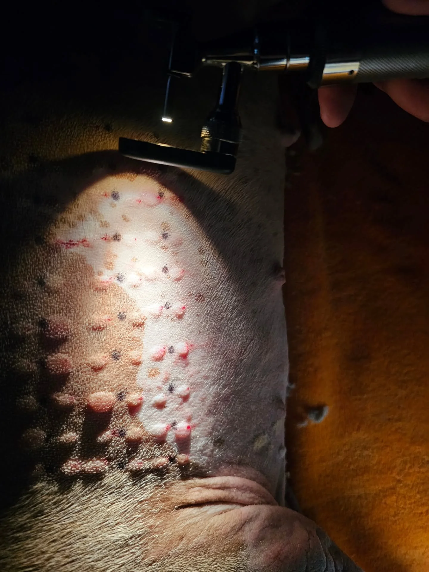 A beautiful intradermal allergy test from last week showing lots of positive results. 

We use allergy testing to identify which allergens to include in a patients immunotherapy, a management tool that retrains the immune system into being less react