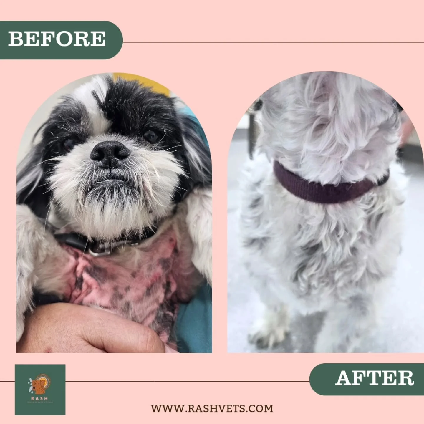 Look at that fur growth! This sweet girl is doing great on her current management plan that has reduced the inflammation and redness of her skin and regrown that beautiful coat 😍 

#veterinarydermatology #veterinarymedicine #vetcare #petcare #petown