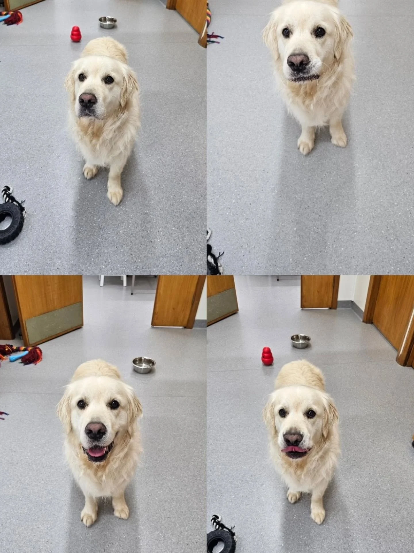 When the nurses decided you need a photo shoot while you're here for a recheck 💚

#veterinarydermatology #vetclinic #vetvisit #petcare  #petowner