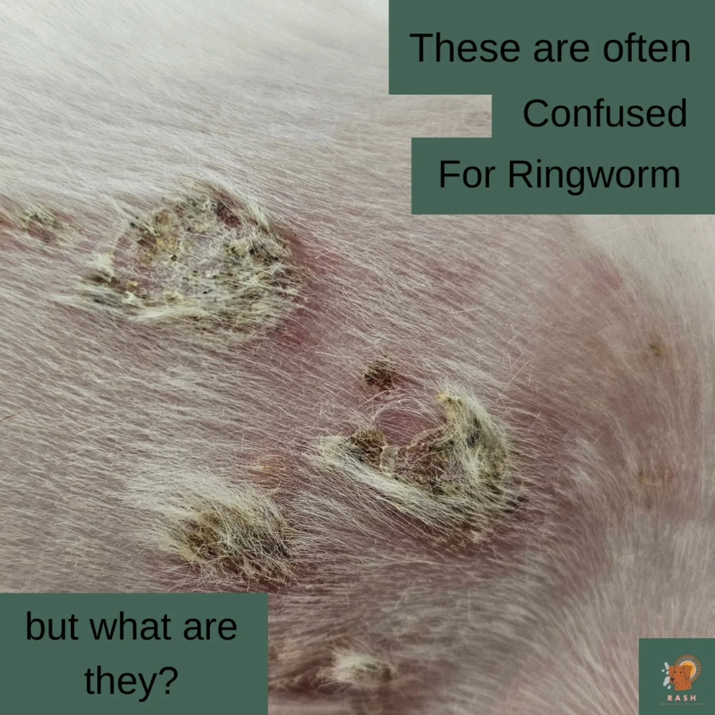 Skin disease and allergies in pets can present with lots of different lesions and rashes. 
Did you know about these? 

#veterinarydermatology #petowner #petcare #veterinarymedicine #pethealth