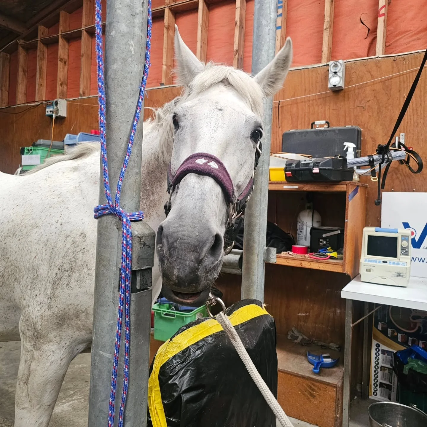 One of the best ways to start the day 🐴 
It's not just dogs and cats that struggle with allergies, horses can get them too. 

This beautiful girl has allergic asthma which really impacts her day to day life. Following her allergy test today, she wil