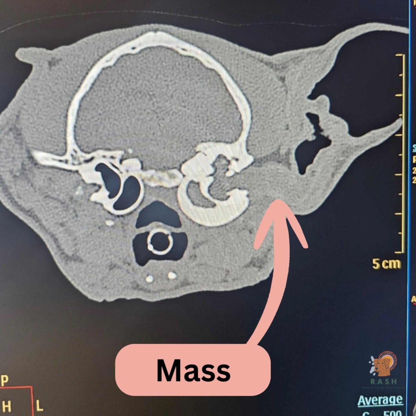 When we suspect a mass in the ear canal, or a mass has been seen in the ear canal before referral, we will always recommend a CT scan. This advanced imaging allows us to assess the mass and changes to the bones within the middle ear that can be damag