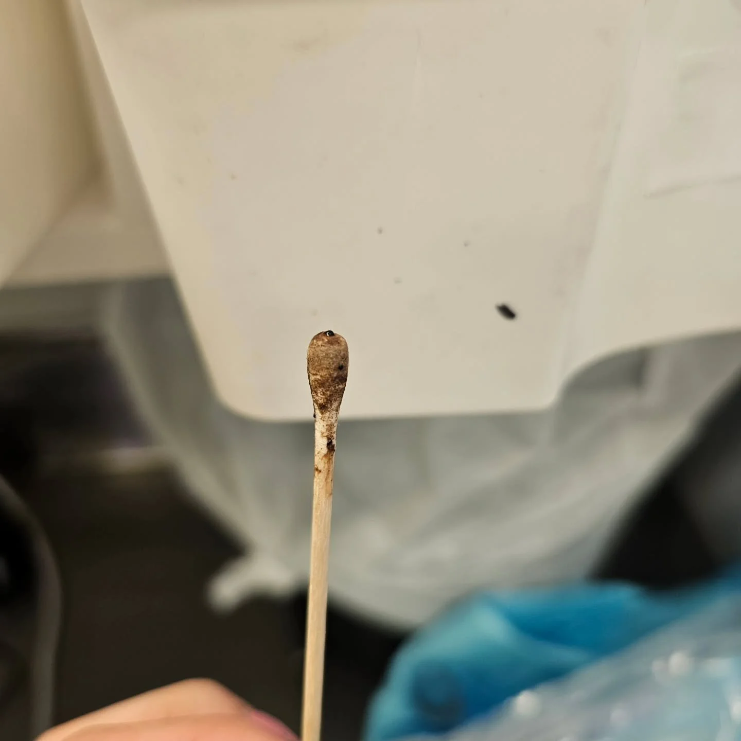 What you see vs what we see 🔬
 
Cytology is the only way we can accurately diagnose secondary infections and its one of the most important tools in veterinary dermatology. 

#veterinarydermatology #vetcare #petcare #petowner #nzvets