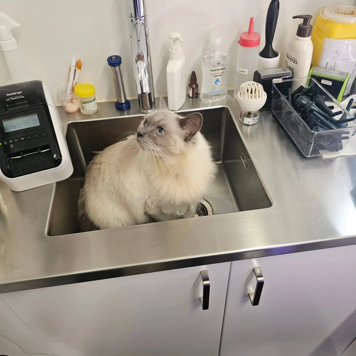 Misty found the best seat in the house for her initial consultation. This gorgeous girl has been getting some bad rashes and scabbing around her head and neck. Together with pur specialist, her owner have a plan in place to make these a thing of the 