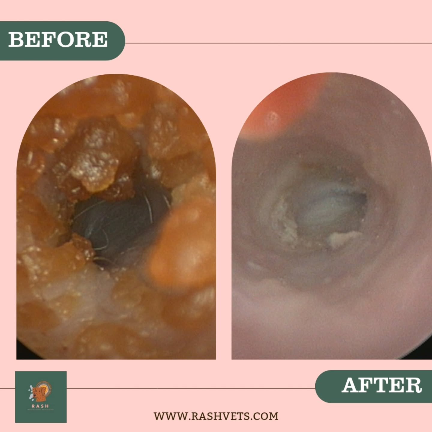 Ear cleaning is an important part of keeping your pet's ears healthy, especially if they are getting ear infections. 

Which cleaner and how often will vary between cases but just look at the improvement one clean can make! 

Frequent ear infections 