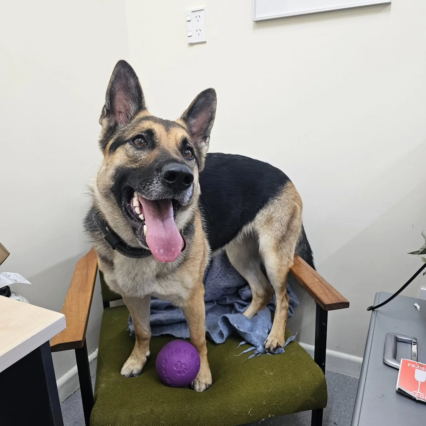 When patients are happy to make themselves at home in the clinic, we're happy!

Our team understands vet visits can be stressful. A relaxed approach and a quiet, open plan clinic often helps even the most anxious of pets feel a little more relaxed. 
