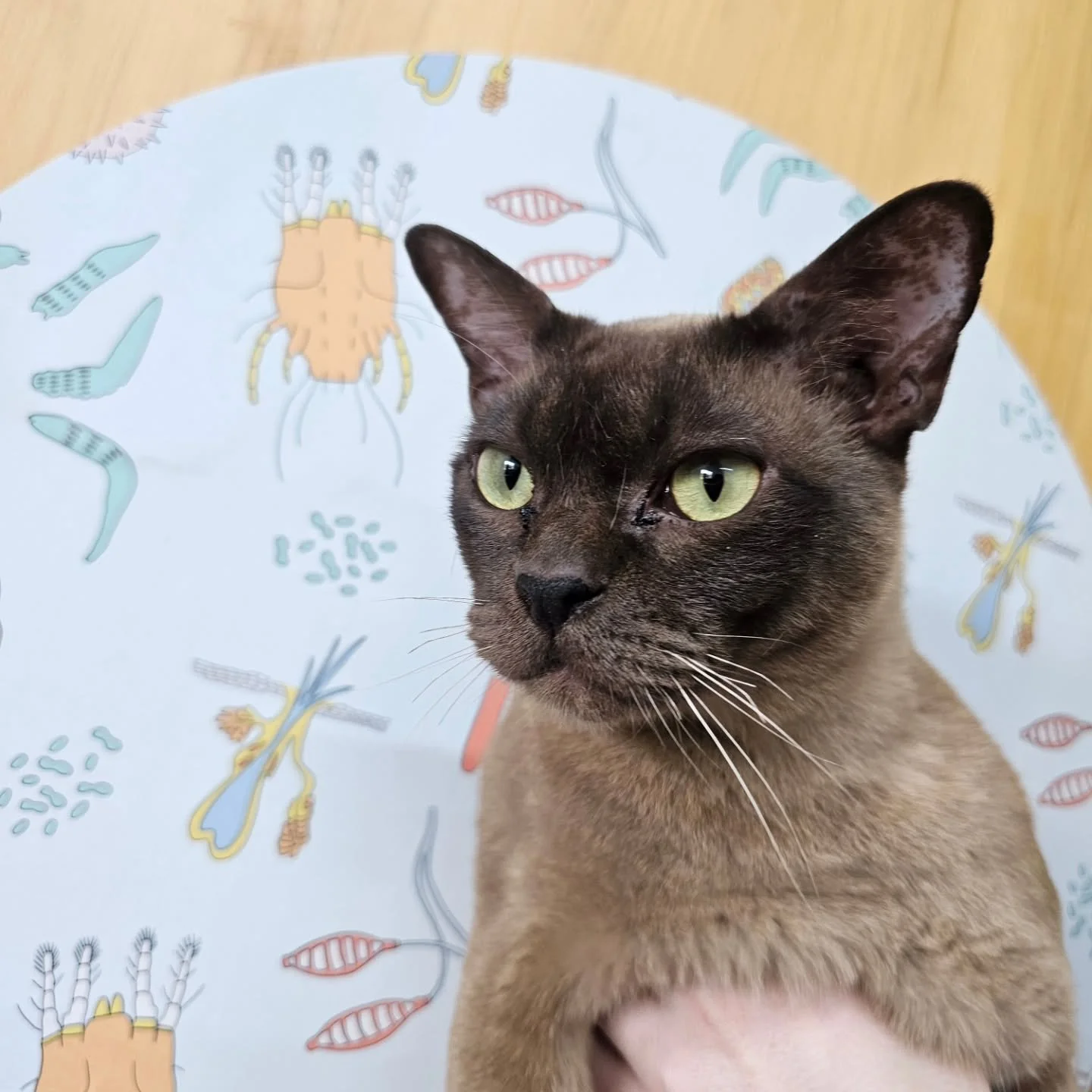 The most handsome Vaughan came to see for allergy testing prior to starting immunotherapy therapy, and we couldn't resist a little photoshoot 💚 

#veterinarydermatology #cat #vetcare #petcare #felinemedicine